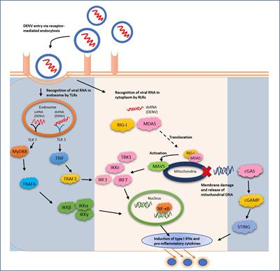 Regulation of Host Innate Immunity by Non-Coding RNAs During Dengue Virus Infection